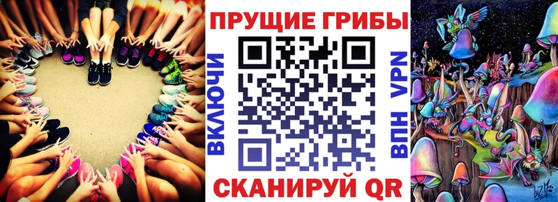 закладка  Славск  Галлюциногенные грибы Psilocybine cubensis 